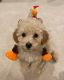 Double Doodle Puppies for sale in Burnsville, MN, USA. price: NA