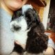 Double Doodle Puppies for sale in New Philadelphia, OH 44663, USA. price: $2,000
