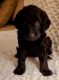 Double Doodle Puppies for sale in Scottsdale, AZ, USA. price: $1,000