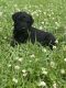 Double Doodle Puppies for sale in Baxter Springs, KS 66713, USA. price: NA