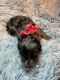 Double Doodle Puppies for sale in Waycross, GA, USA. price: NA