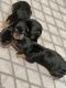 Double Doodle Puppies for sale in FAIR OAKS, TX 78015, USA. price: $1,500