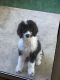 Double Doodle Puppies for sale in Leesville, LA 71459, USA. price: NA