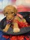 Double Doodle Puppies for sale in Aubrey, TX 76227, USA. price: NA
