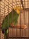 Double Yellow Headed Amazon Birds for sale in Ocala, FL, USA. price: NA
