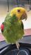 Double Yellow Headed Amazon Birds for sale in Hayward, CA, USA. price: $600