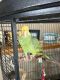 Double Yellow Headed Amazon Birds for sale in Castleford, ID 83321, USA. price: $1,000