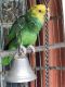 Double Yellow Headed Amazon Birds for sale in Winchester, VA 22601, USA. price: NA