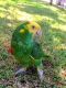 Double Yellow Headed Amazon Birds for sale in Los Angeles, CA, USA. price: NA