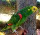 Double Yellow Headed Amazon Birds for sale in Palm Springs, CA, USA. price: NA