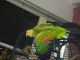 Double Yellow Headed Amazon Birds for sale in Riddings Ct, Charlotte, NC 28269, USA. price: NA