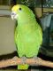 Double Yellow Headed Amazon Birds for sale in California State Route 2, Los Angeles, CA, USA. price: $500