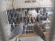 Dove Birds for sale in Brighton, MI 48116, USA. price: $125