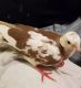 Dove Birds for sale in Cynthiana, KY 41031, USA. price: $65