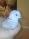Dove Birds for sale in Upland, CA, USA. price: NA