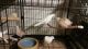 Dove Birds for sale in Mound, MN 55364, USA. price: NA