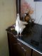 Dove Birds for sale in Guntur, Andhra Pradesh, India. price: 5000 INR
