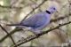 Dove Birds for sale in San Diego, CA, USA. price: NA