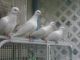 Dove Birds