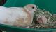 Dove Birds for sale in Orlando, FL, USA. price: NA