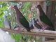 Dove Birds for sale in Los Lunas, NM 87031, USA. price: $200