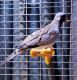 Dove Birds for sale in Grand Rapids, MI, USA. price: $80