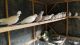 Dove Birds for sale in Flat Rock, AL 35966, USA. price: NA