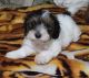 Doxiepoo Puppies for sale in Eugene, OR, USA. price: NA