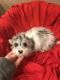 Doxiepoo Puppies for sale in St Joseph, MO, USA. price: NA