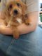 Doxiepoo Puppies for sale in McColl, SC 29570, USA. price: NA