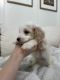 Doxiepoo Puppies for sale in Roseville, CA, USA. price: NA