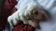 Doxiepoo Puppies for sale in Anaheim, CA, USA. price: $500