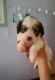 Doxiepoo Puppies for sale in Los Angeles, CA, USA. price: $500