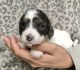 Doxiepoo Puppies for sale in Apple Valley, CA 92307, USA. price: $600
