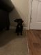 Doxiepoo Puppies for sale in Oxford, NC 27565, USA. price: $500