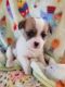 Doxiepoo Puppies for sale in Hayward, CA, USA. price: NA