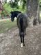 Draft Horse Horses for sale in Viola, AR 72583, USA. price: NA