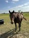 Draft Horse Horses for sale in 11692 Foutch Rd, Pilot Point, TX 76258, USA. price: NA