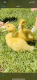 Duck Birds for sale in Middletown Township, NJ 07748, USA. price: NA