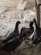 Duck Birds for sale in Willcox, AZ 85643, USA. price: $30