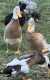 Duck Birds for sale in Kansas City, MO, USA. price: NA