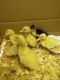 Duck Birds for sale in Brandon, FL, USA. price: NA