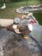 Duck Birds for sale in Gregory, MI 48137, USA. price: NA