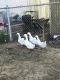 Duck Birds for sale in Advance, MO 63730, USA. price: $25