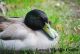 Duck Birds for sale in Lowell, MI 49331, USA. price: NA
