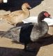 Duck Birds for sale in Tucson, AZ, USA. price: NA