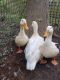 Duck Birds for sale in Macedon, NY 14502, USA. price: $10