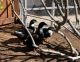 Duck Birds for sale in Pleasanton, CA, USA. price: NA