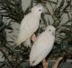Ducorps' Cockatoo Birds for sale in New York, NY, USA. price: NA