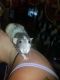 Dumbo Ear Rat Rodents for sale in Knoxville, TN 37912, USA. price: NA